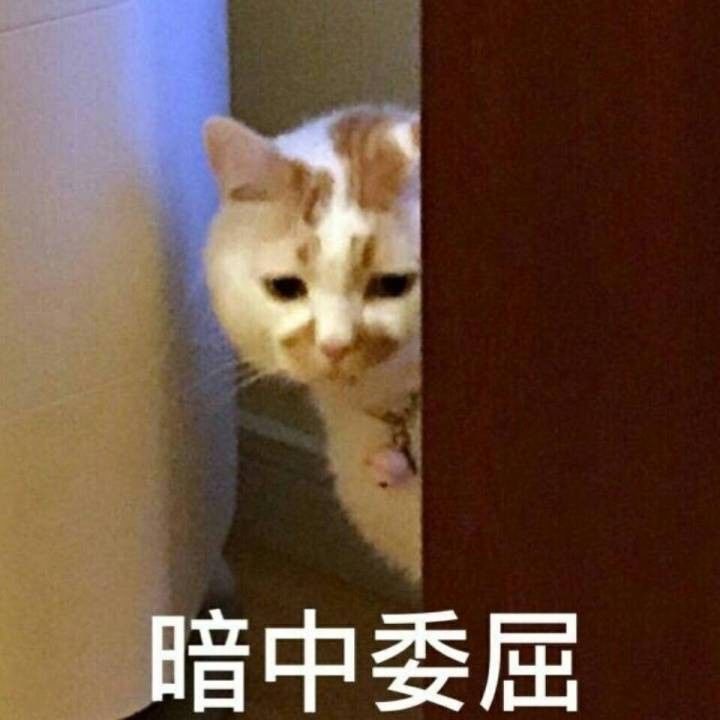 猫咪表情包带字图片